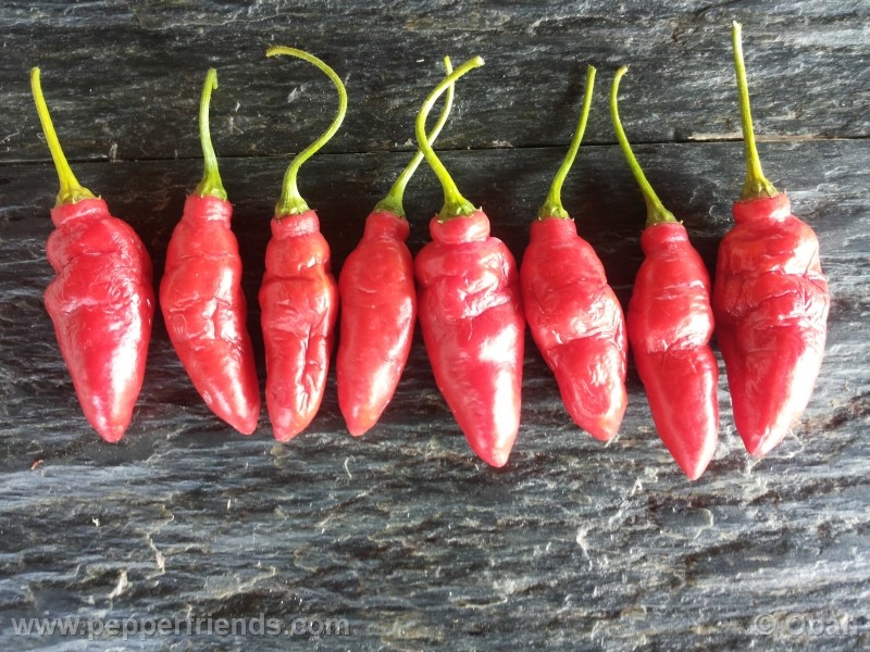 rocoto-aji-largo_001_frutto_28.jpg