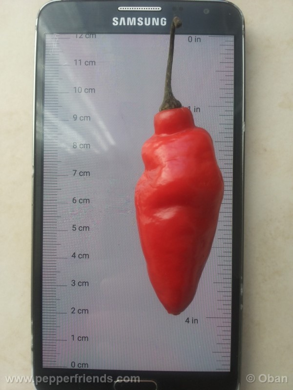 rocoto-aji-largo_001_frutto_31.jpg