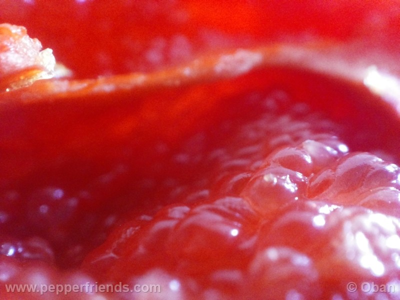 rocoto-aji-largo_001_frutto_44.jpg