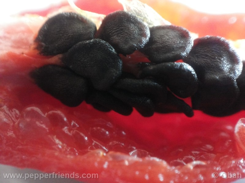 rocoto-aji-largo_001_frutto_45.jpg