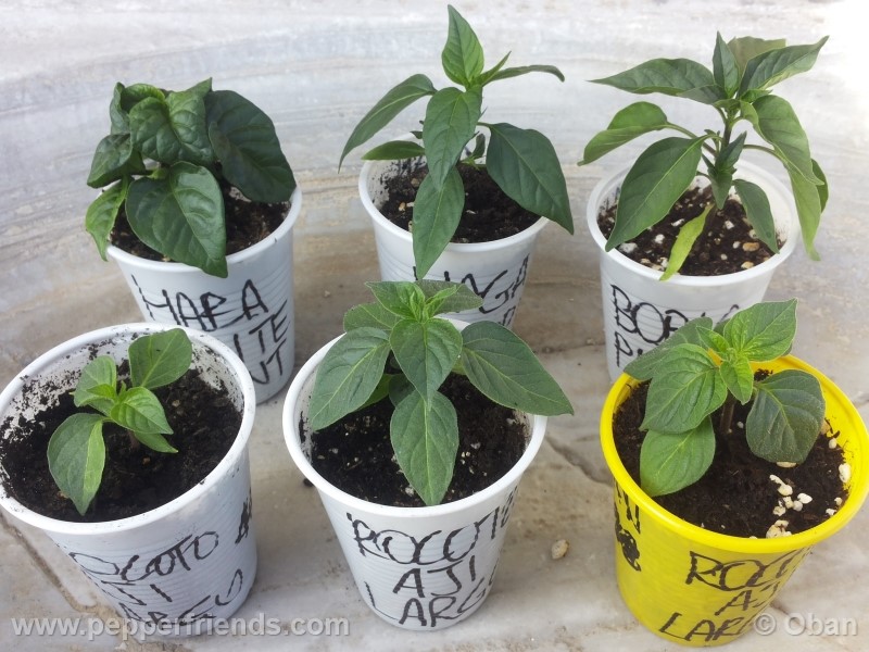 rocoto-aji-largo_001_pianta_02.jpg