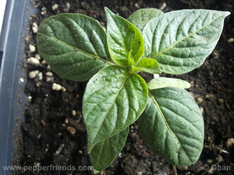 rocoto-aji-largo_001_pianta_04.jpg