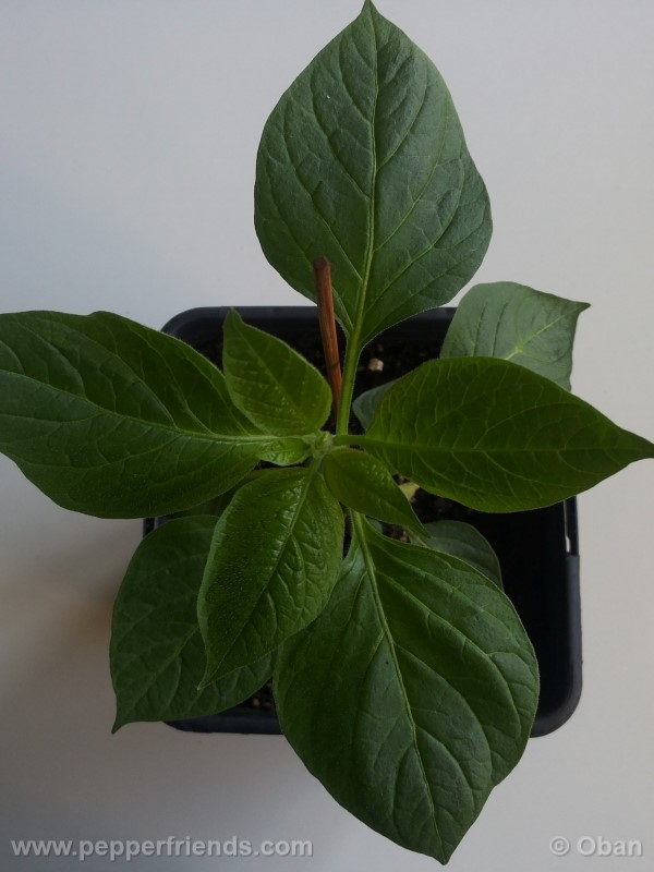 rocoto-aji-largo_001_pianta_05.jpg