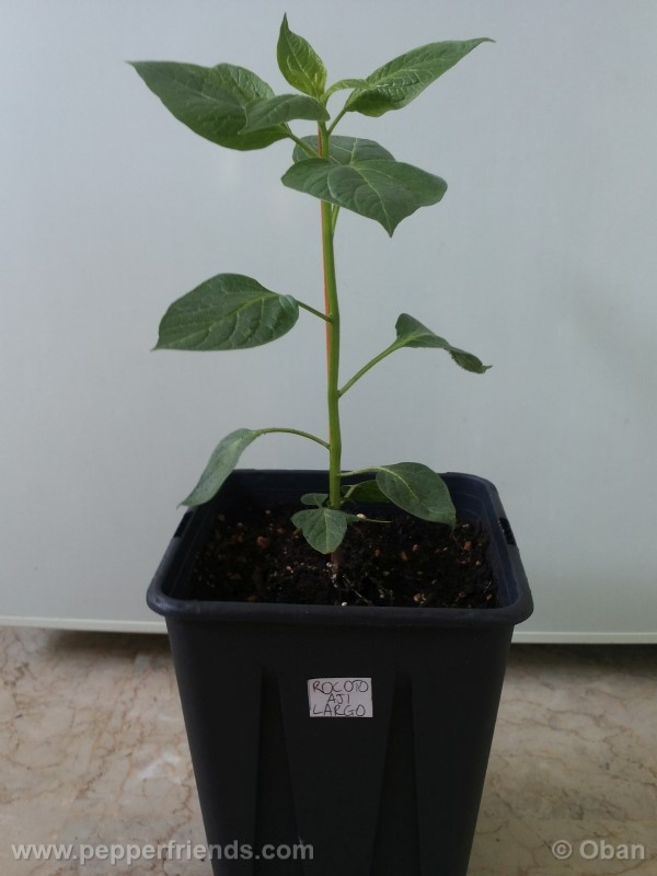 rocoto-aji-largo_001_pianta_06.jpg