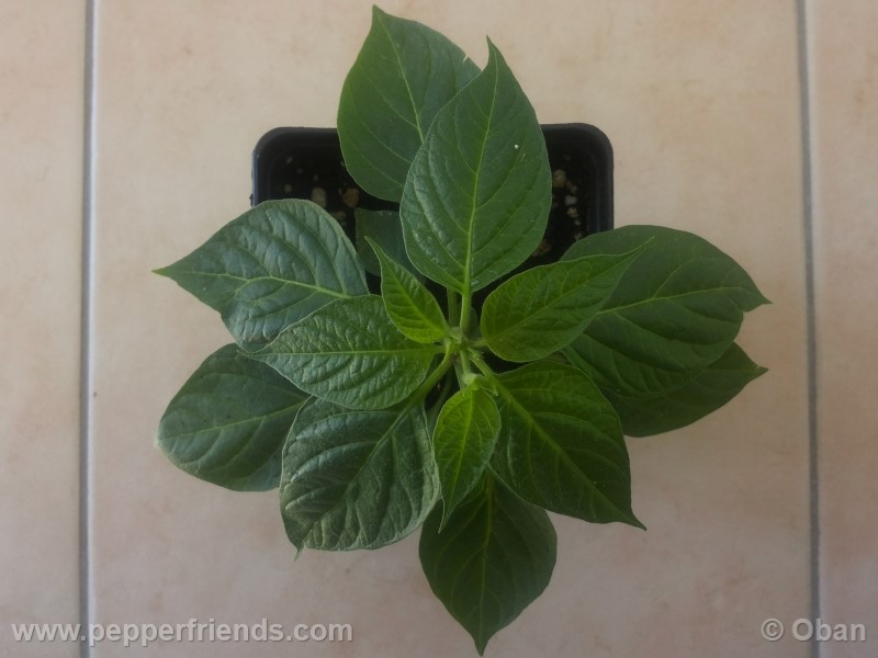 rocoto-aji-largo_001_pianta_09.jpg