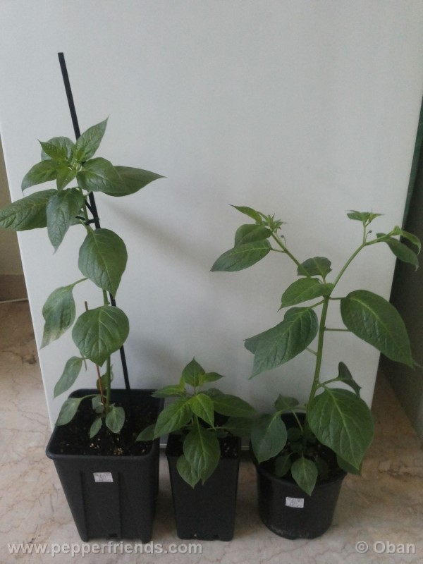 rocoto-aji-largo_001_pianta_11.jpg