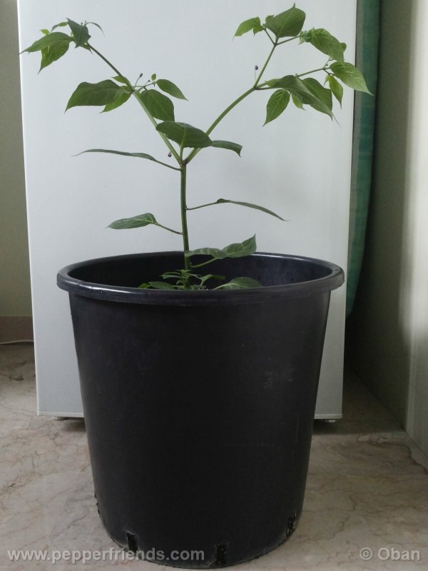 rocoto-aji-largo_001_pianta_12.jpg