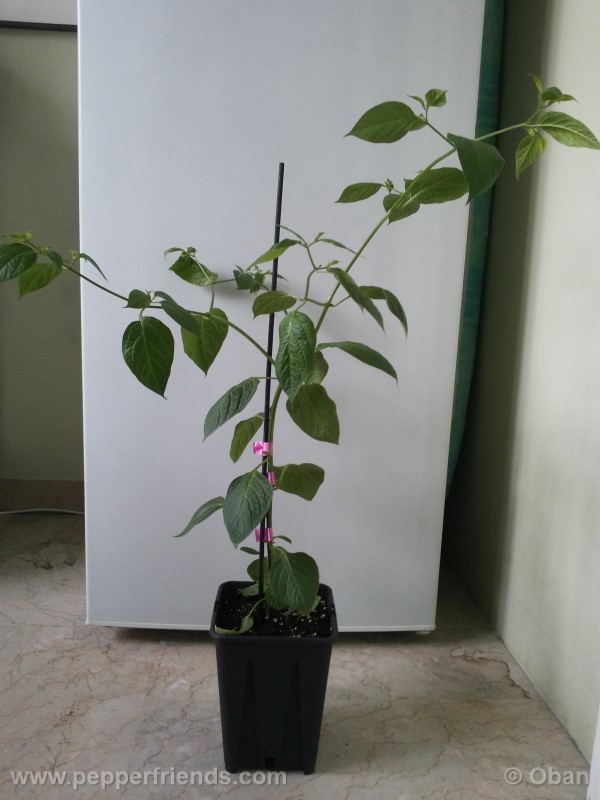 rocoto-aji-largo_001_pianta_13.jpg