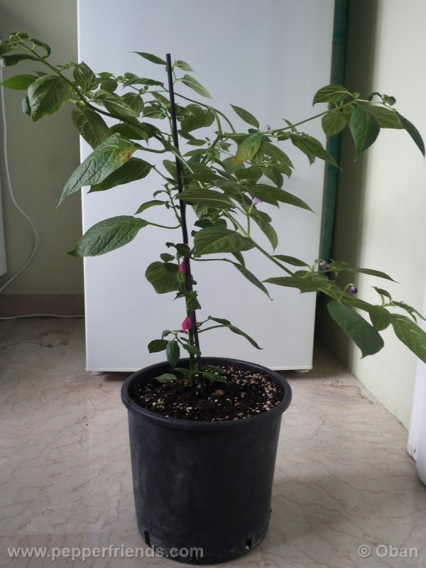 rocoto-aji-largo_001_pianta_15.jpg
