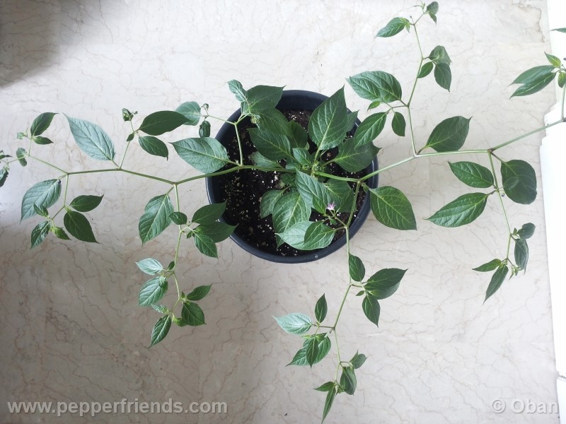 rocoto-aji-largo_001_pianta_18.jpg