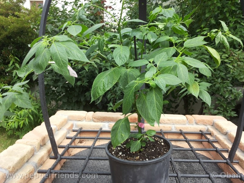 rocoto-aji-largo_001_pianta_20.jpg