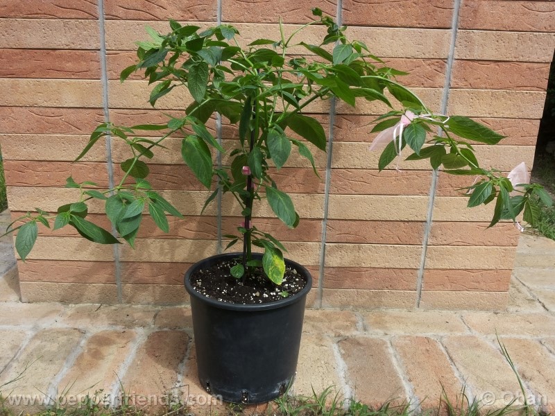 rocoto-aji-largo_001_pianta_21.jpg