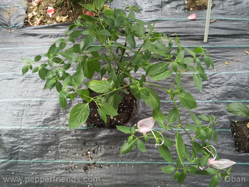 rocoto-aji-largo_001_pianta_22.jpg