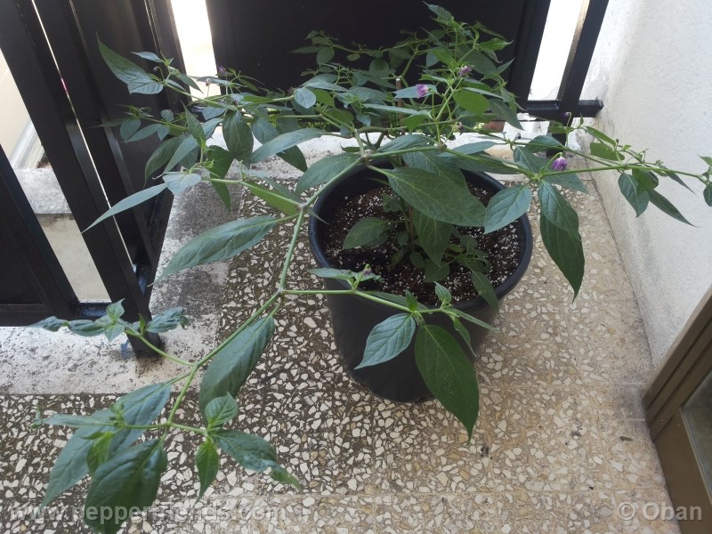 rocoto-aji-largo_001_pianta_23.jpg