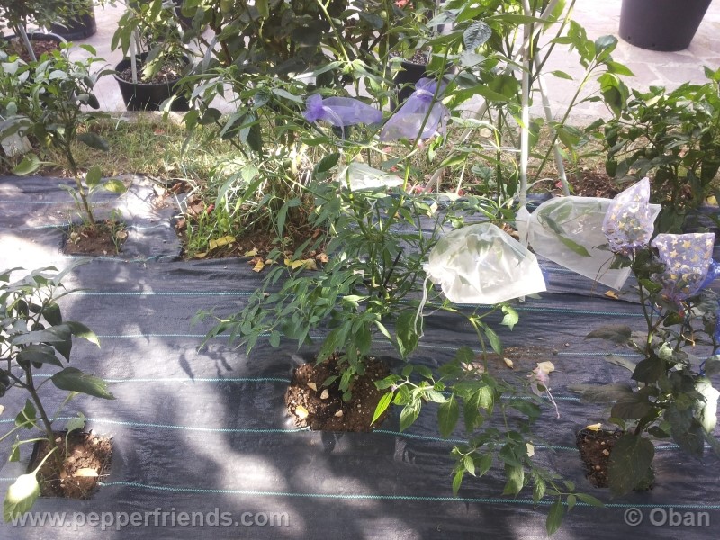 rocoto-aji-largo_001_pianta_26.jpg