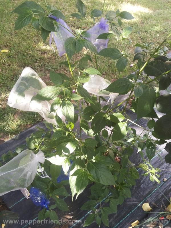 rocoto-aji-largo_001_pianta_28.jpg