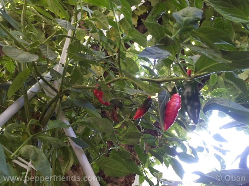 rocoto-aji-largo_001_pianta_33.jpg