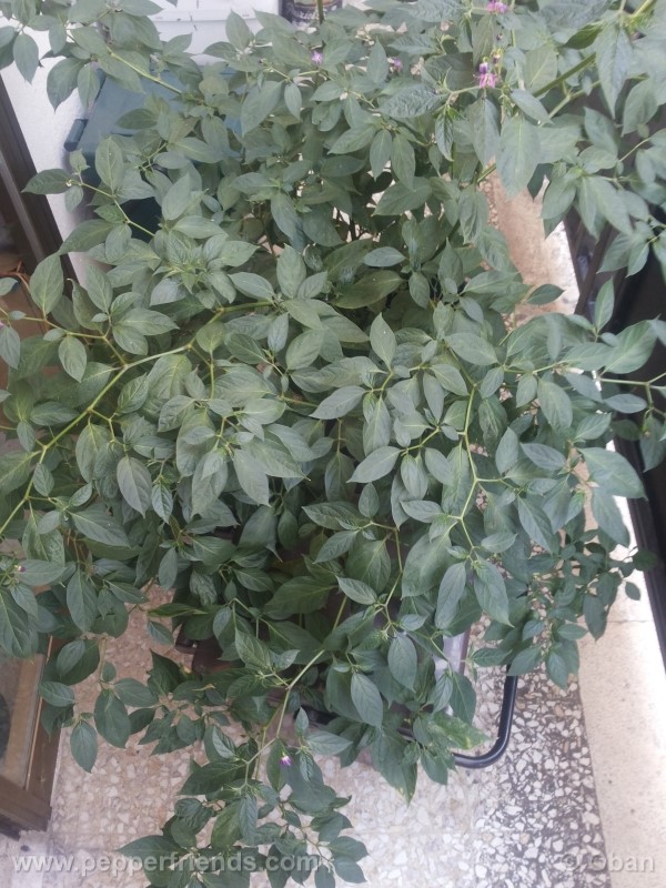 rocoto-aji-largo_001_pianta_34.jpg