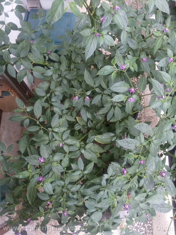 rocoto-aji-largo_001_pianta_36.jpg