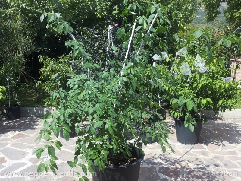 rocoto-aji-largo_001_pianta_37.jpg