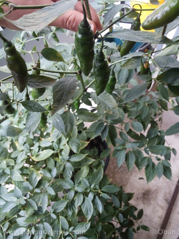 rocoto-aji-largo_001_pianta_45.jpg