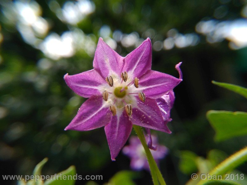 rocoto-aji-largo_004_fiore_01.jpg
