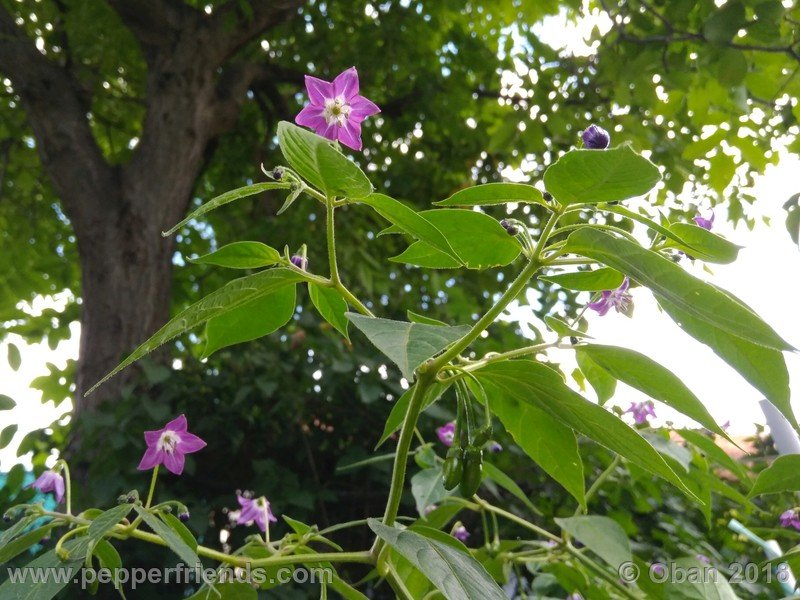 rocoto-aji-largo_004_fiore_04.jpg