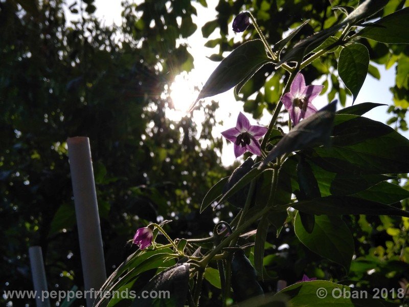 rocoto-aji-largo_004_fiore_06.jpg