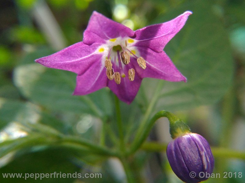 rocoto-aji-largo_004_fiore_07.jpg