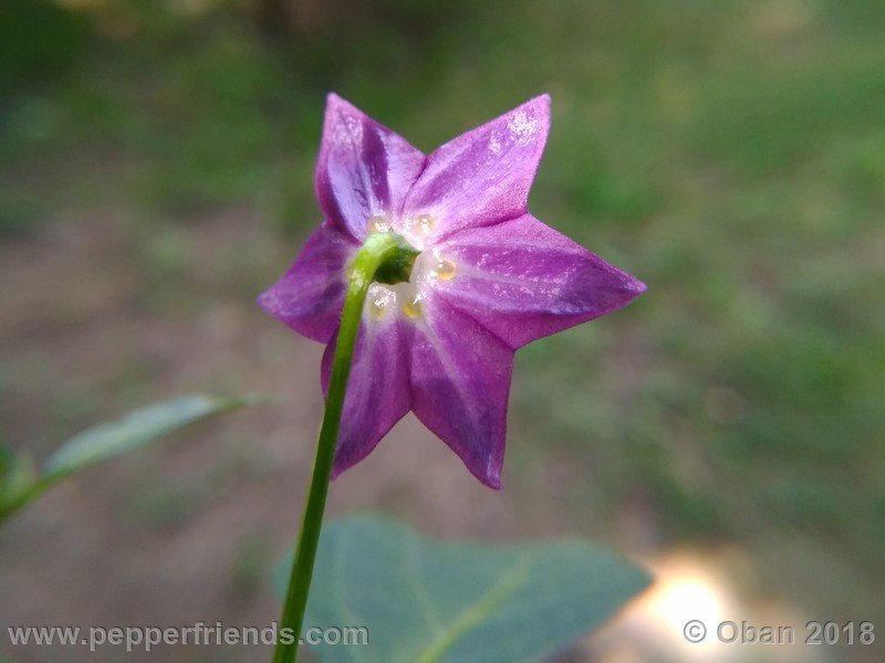 rocoto-aji-largo_004_fiore_08.jpg