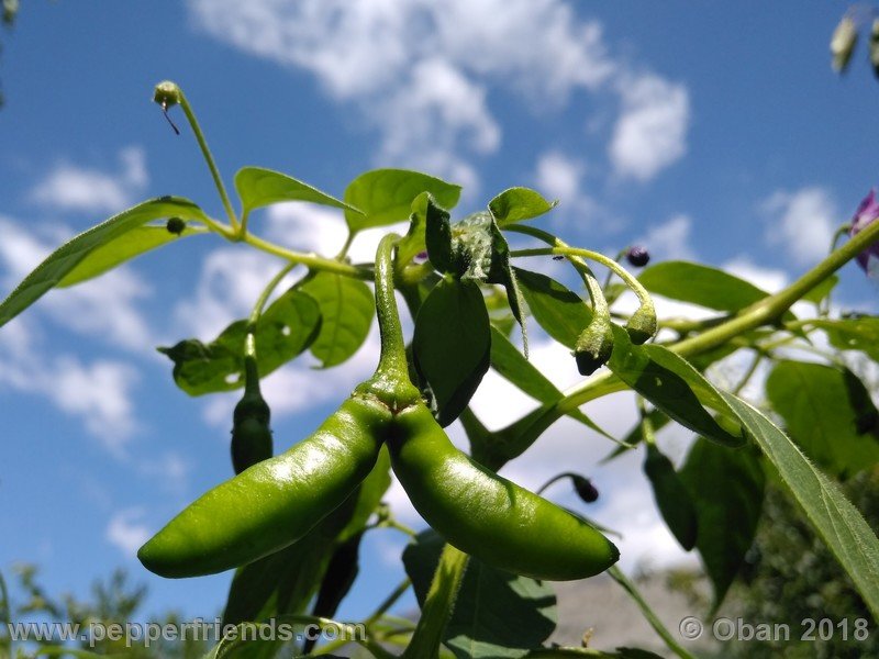 rocoto-aji-largo_004_frutto_01.jpg