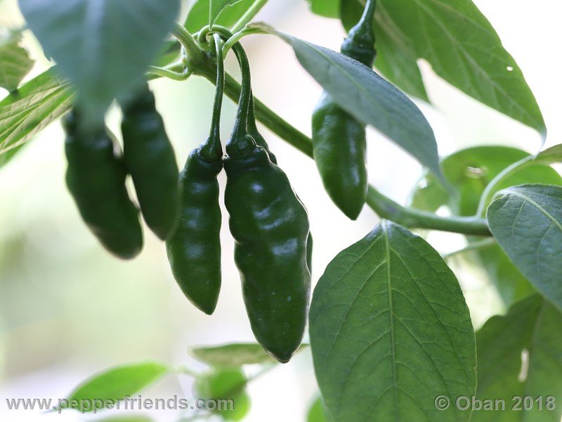 rocoto-aji-largo_004_frutto_02.JPG.a4437bcb58eb2200e1d6bfcc5c80aa97.JPG
