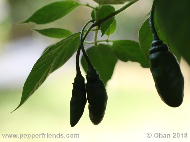 rocoto-aji-largo_004_frutto_03.JPG.d4a6acda2a3af007ea4abba1f1493ce0.JPG