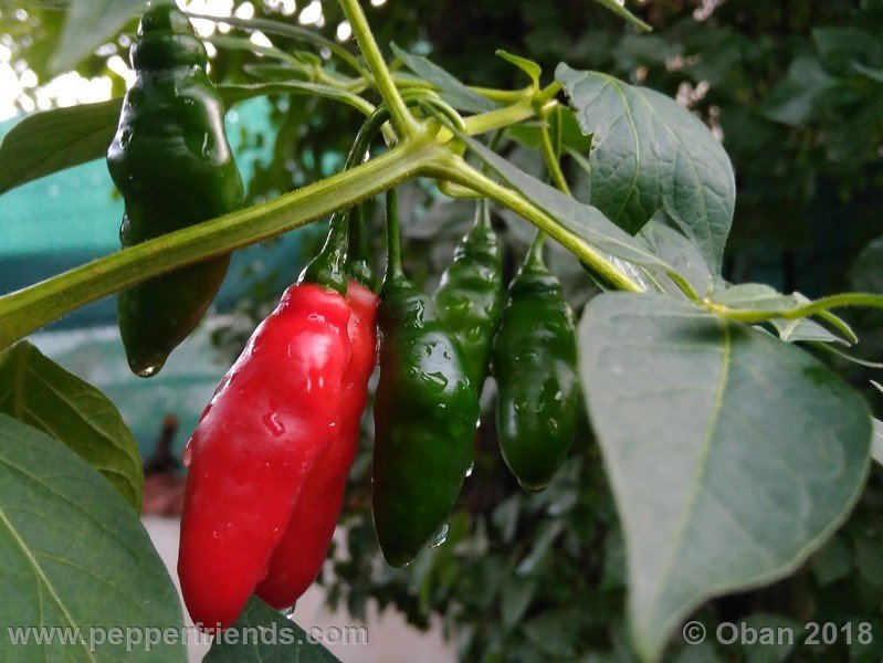 rocoto-aji-largo_004_frutto_04.jpg