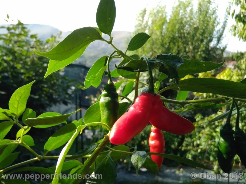 rocoto-aji-largo_004_frutto_05.jpg