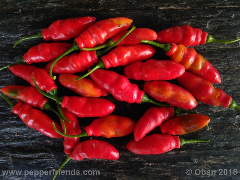 rocoto-aji-largo_004_frutto_07.jpg