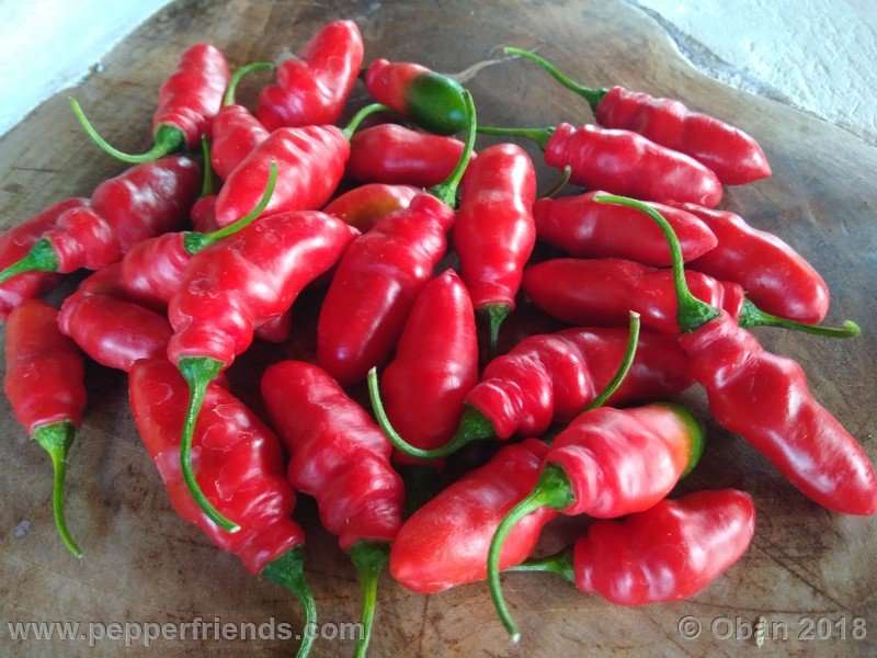 rocoto-aji-largo_004_frutto_08.jpg