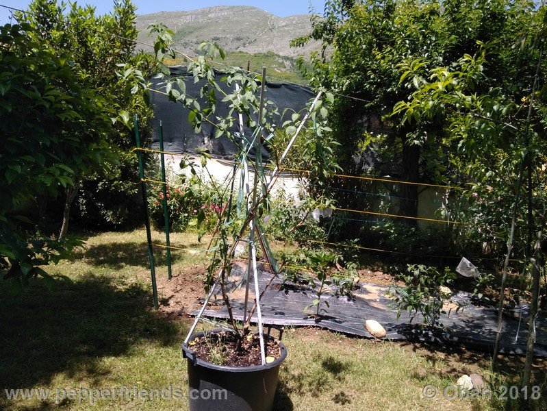 rocoto-aji-largo_004_pianta_01.jpg