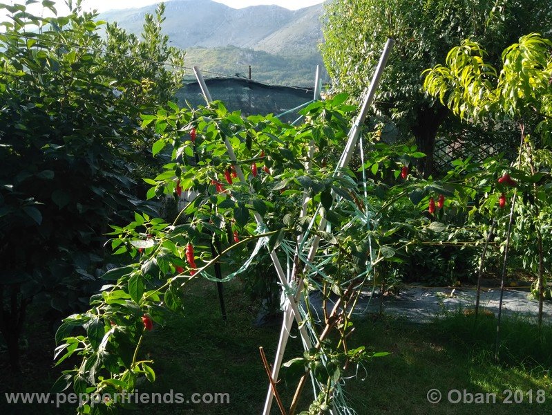rocoto-aji-largo_004_pianta_03.jpg