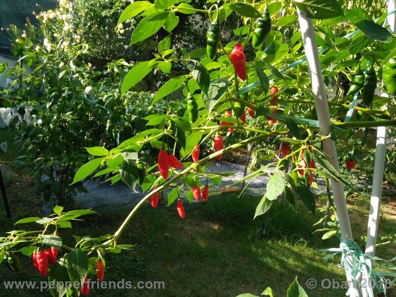 rocoto-aji-largo_004_pianta_04.jpg