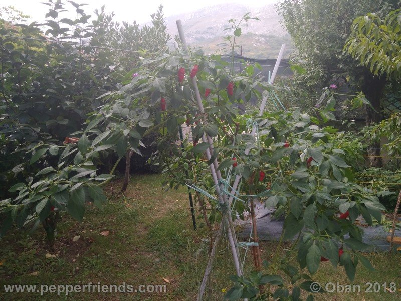 rocoto-aji-largo_004_pianta_05.jpg