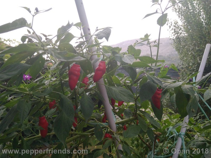 rocoto-aji-largo_004_pianta_06.jpg