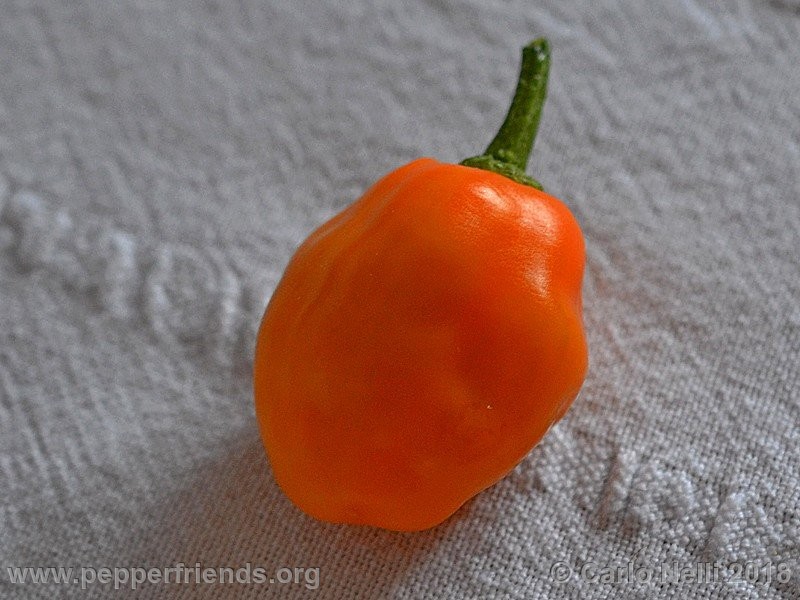 Rocoto Aji Oro