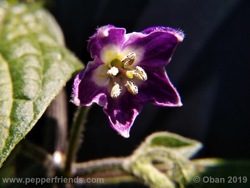 rocoto-aji-oro_002_fiore_01.jpg