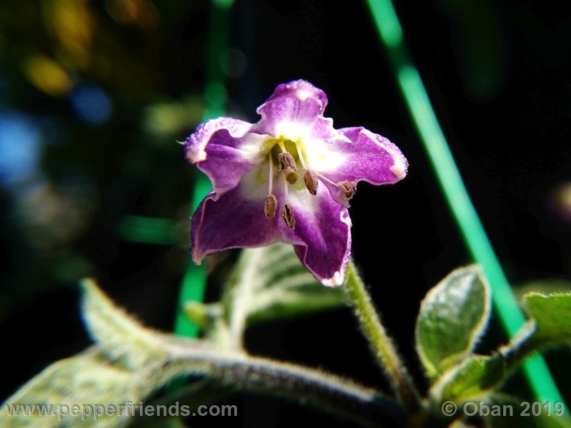 rocoto-aji-oro_002_fiore_02.jpg