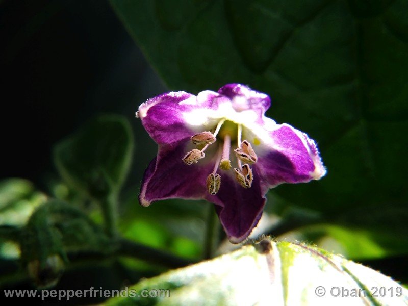 rocoto-aji-oro_002_fiore_03.jpg