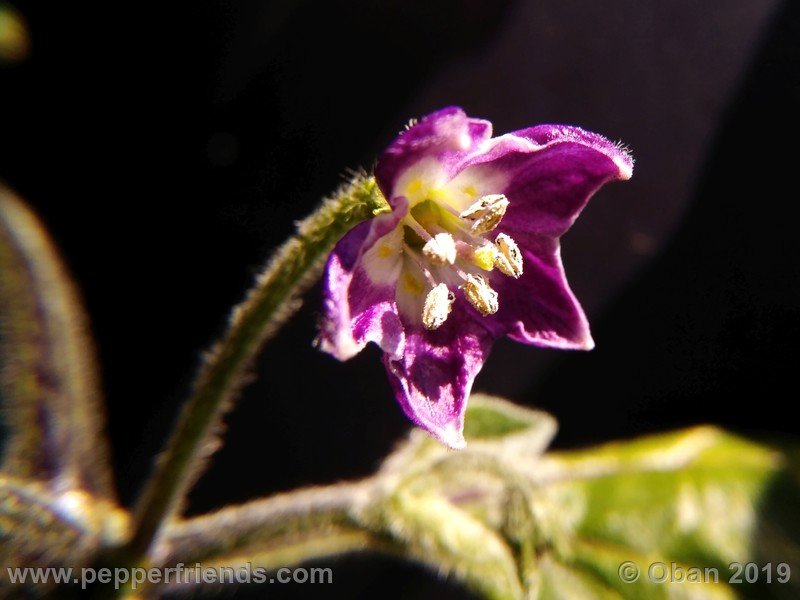 rocoto-aji-oro_002_fiore_04.jpg