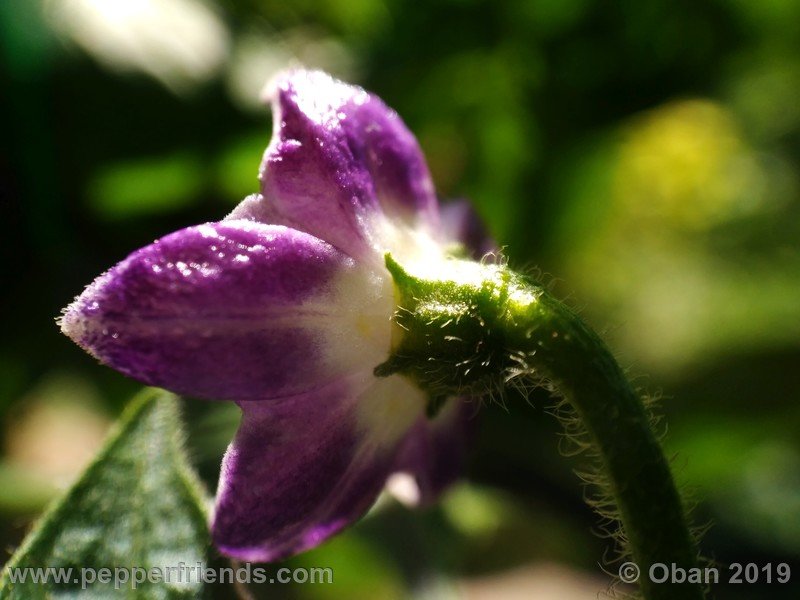 rocoto-aji-oro_002_fiore_07.jpg