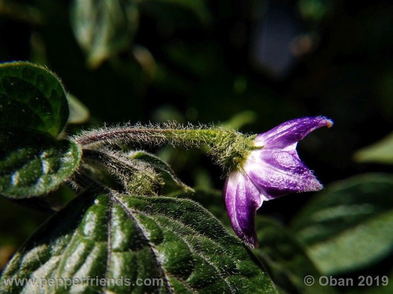 rocoto-aji-oro_002_fiore_08.jpg