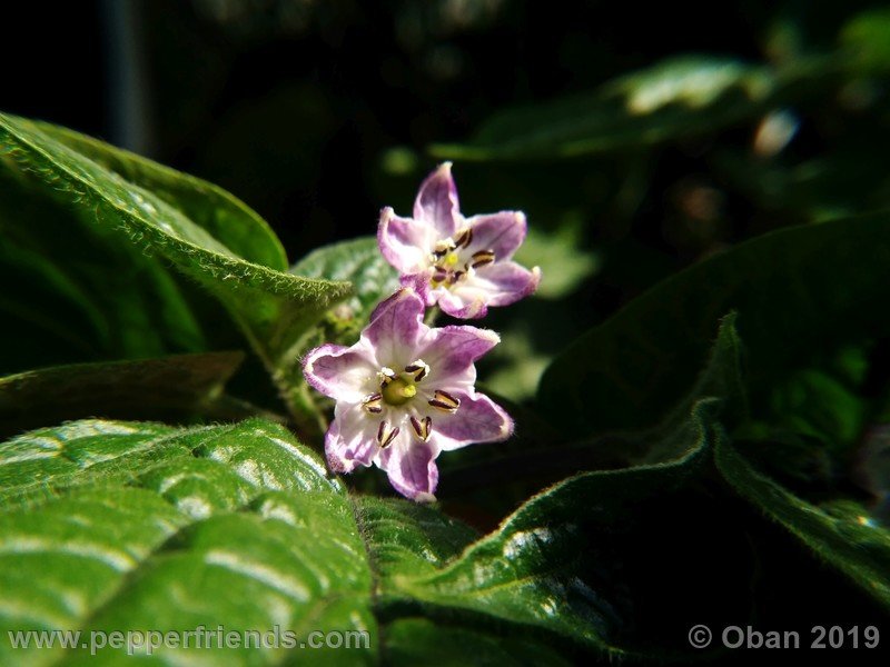 rocoto-aji-oro_002_fiore_10.jpg